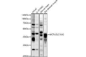 Western blot analysis of extracts of various cell lines, using MCT4/SLC16 antibody (ABIN6129472, ABIN6147859, ABIN6147860 and ABIN6214836) at 1:1000 dilution.