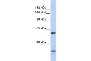 Western Blotting (WB) image for anti-Zinc Finger Protein 777 (ZNF777) antibody (ABIN2458368) (ZNF777 Antikörper)