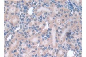 Immunohistochemistry (IHC) image for anti-Leptin (LEP) (AA 22-167) antibody (ABIN7429181)
