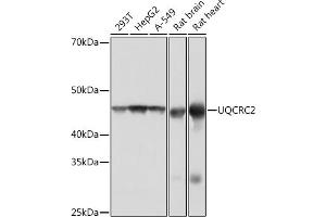 Western blot analysis of extracts of various cell lines, using UQCRC2 Rabbit mAb (ABIN1679334, ABIN3018863, ABIN3018864 and ABIN7101676) at 1:1000 dilution. (UQCRC2 Antikörper)