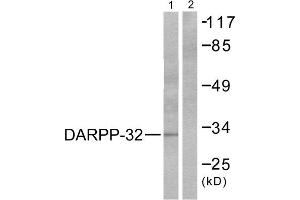 Western blot analysis of extracts from 293 cells treated with EGF (200ng/ml, 30min), using DARPP-32 (epitope around residue 75) antibody (ABIN5976153, Line 1 and 2). (DARPP32 Antikörper  (Thr75))