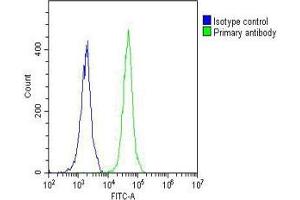 Overlay histogram showing Jurkat cells stained with (ABIN657245 and ABIN2846343) (green line). (NETO2 Antikörper  (N-Term))