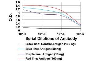 ELISA analysis of ROR2 monoclonal antibody, clone 6F2D10  at 1:10000 dilution. (ROR2 Antikörper  (AA 59-155))