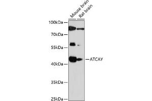 Western blot analysis of extracts of various cell lines, using ATCAY antibody (ABIN7265707) at 1:1000 dilution. (ATCAY Antikörper  (AA 1-105))