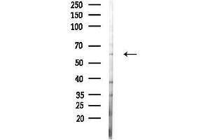anti-WEE1 Homolog 2 (S. Pombe) (WEE2) antibody