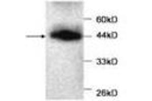 Image no. 1 for anti-Myoglobin (MB) antibody (ABIN791533) (Myoglobin Antikörper)