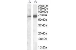 Cell Adhesion Molecule 4 Antikörper  (C-Term)