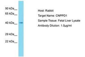 Image no. 1 for anti-Chromosome 2 Open Reading Frame 24 (C2orf24) (AA 91-140) antibody (ABIN6750828) (C2orf24 Antikörper  (AA 91-140))