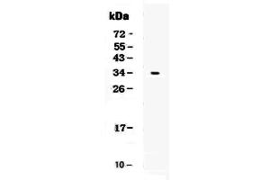 Western blot analysis of CD7 using anti-CD7 antibody . (CD7 Antikörper  (AA 26-172))