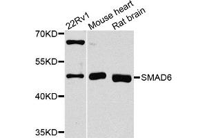Western blot analysis of extracts of various cell lines, using SMAD6 antibody.