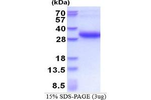 Melanoregulin (MREG) (AA 1-214) protein (His tag)