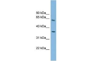 WB Suggested Anti-PEX26  Antibody Titration: 0. (PEX26 Antikörper  (Middle Region))