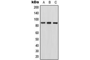 Western blot analysis of RGL1 expression in HEK293T (A), NIH3T3 (B), PC12 (C) whole cell lysates. (RGL1 Antikörper  (Center))