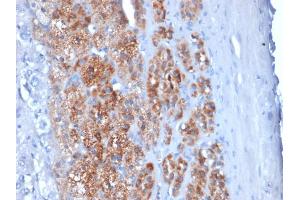 Formalin-fixed, paraffin-embedded human Adrenal Gland stained with StAR Mouse Monoclonal Antibody (STAR/2154).