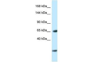 Western Blot showing Ebf3 antibody used at a concentration of 1. (EBF3 Antikörper  (N-Term))