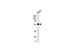 Western blot analysis of lysate from Hela cell line, using DDX6 Antibody (C-term) (ABIN1537356 and ABIN2848648). (DDX6 Antikörper  (C-Term))