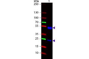 Western Blot of 488 conjugated Goat Anti-Rat IgG secondary antibody. (Ziege anti-Ratte IgG Antikörper (DyLight 488) - Preadsorbed)