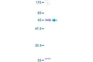 ENOX2 Protein (AA 1-317) (GST tag)