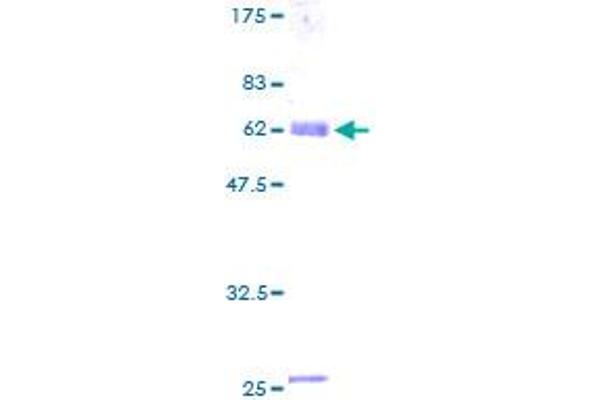 ENOX2 Protein (AA 1-317) (GST tag)