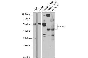 Western blot analysis of extracts of various cell lines, using PON1 antibody  at 1:1000 dilution. (PON1 Antikörper  (AA 20-150))