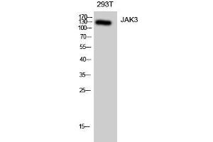 Western Blot analysis of 293T cells using JAK3 Polyclonal Antibody at dilution of 1:1000. (JAK3 Antikörper)