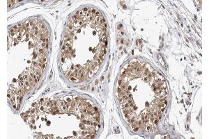ABIN6267557 at 1/100 staining human testis tissue sections by IHC-P. (Caspase 9 Antikörper  (pThr125))