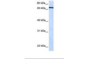 Image no. 1 for anti-Transcription Factor 7-Like 1 (T-Cell Specific, HMG-Box) (TCF7L1) (AA 72-121) antibody (ABIN6739058) (TCF7L1 Antikörper  (AA 72-121))