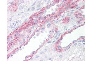 Anti-FABP7 / BLBP antibody IHC of human kidney. (FABP7 Antikörper  (AA 80-130))
