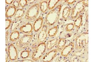 Immunohistochemistry of paraffin-embedded human kidney tissue using ABIN7146057 at dilution of 1:100 (CLEC18A Antikörper  (AA 27-446))