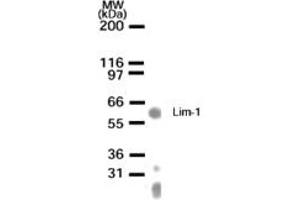 Image no. 1 for anti-LIM Homeobox 1 (LHX1) (AA 149-165) antibody (ABIN233117) (LHX1 Antikörper  (AA 149-165))