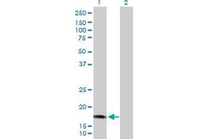 Western Blot analysis of CALML5 expression in transfected 293T cell line by CALML5 MaxPab polyclonal antibody.
