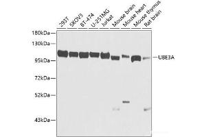 Western blot analysis of extracts of various cell lines using UBE3A Polyclonal Antibody at dilution of 1:1000. (ube3a Antikörper)