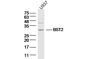 Human U937 cells probed with BST2/CD317 Polyclonal Antibody, unconjugated  at 1:300 overnight at 4°C followed by a conjugated secondary antibody at 1:10000 for 90 minutes at 37°C. (BST2 Antikörper  (AA 1-20))