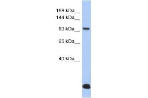 WB Suggested Anti-MVP Antibody Titration: 0. (MVP Antikörper  (N-Term))