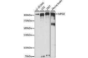 Western blot analysis of extracts of various cell lines, using MPDZ antibody. (MPDZ Antikörper)