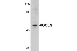 Western Blotting (WB) image for anti-Occludin (OCLN) (C-Term) antibody (ABIN1030558) (Occludin Antikörper  (C-Term))