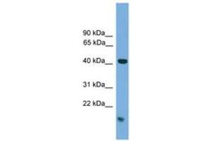 Image no. 1 for anti-Mitogen-Activated Protein Kinase 1 (MAPK1) (C-Term) antibody (ABIN6745514) (ERK2 Antikörper  (C-Term))