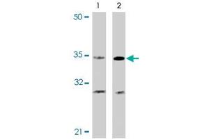 Western blot analysis of CASP4 in Ramos cells with CASP4 polyclonal antibody at (A) 0. (Caspase 4 Antikörper  (N-Term))