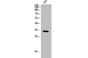 Western Blot analysis of NIH-3T3 cells using Cleaved-PAR-4 (G48) Polyclonal Antibody (F2RL3 Antikörper  (Cleaved-Gly48))