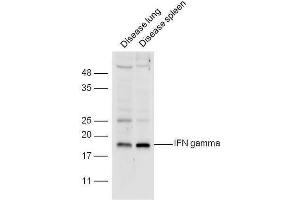 Diseased mouse lung and spleen lysates probed with Anti-IFN gamma Polyclonal Antibody  at 1:5000 90min in 37˚C. (Interferon gamma Antikörper  (AA 75-155))