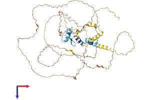 EGR1 Protein (AA 1-543) (His tag)