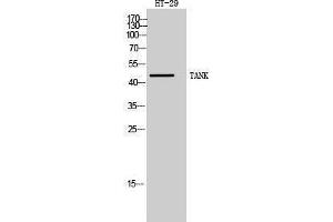 Western Blotting (WB) image for anti-TRAF Family Member-Associated NFKB Activator (TANK) (Internal Region) antibody (ABIN3187169) (TANK Antikörper  (Internal Region))