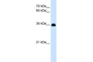 Western Blotting (WB) image for anti-Complement Factor D (CFD) antibody (ABIN2463105) (Adipsin Antikörper)