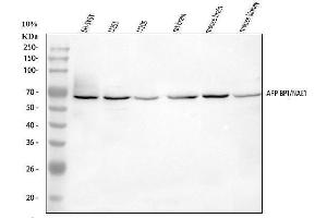 Western blot analysis of APPBP1/NAE1 using anti-APPBP1/NAE1 antibody (ABIN3043281).