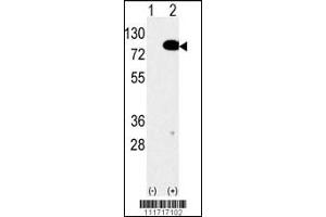 Western blot analysis of anti-EIF4B Antibody Pab in 293 cell line lysates transiently transfected with the EIF4B gene (2ug/lane). (EIF4B Antikörper  (C-Term))