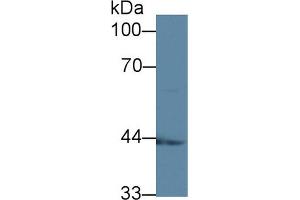 Western Blot; Sample: Mouse Kidney lysate; Primary Ab: 1µg/ml Rabbit Anti-Human ACADS Antibody Second Ab: 0.