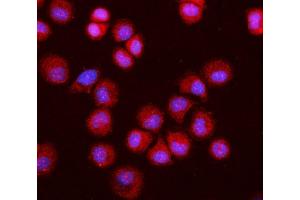 IF analysis of MGEA5/OGA using anti-MGEA5/OGA antibody (ABIN7602902).