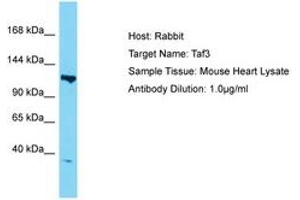 TAF3 antibody  (AA 288-337)