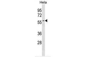 AUP1 Antibody (C-term) western blot analysis in Hela cell line lysates (35µg/lane).