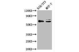 Western Blot Positive WB detected in: NIH/3T3 whole cell lysate, MCF-7 whole cell lysate All lanes: SRC antibody at 1.